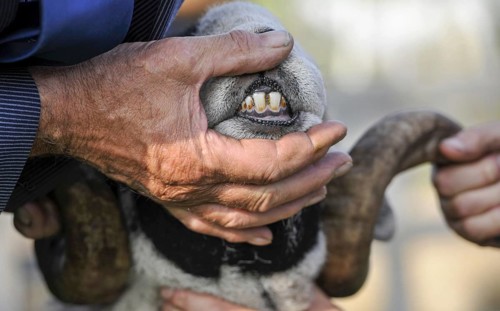 Swaledale Sheep