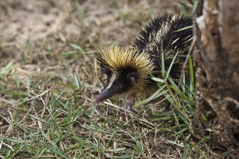 Striated Tanrec
