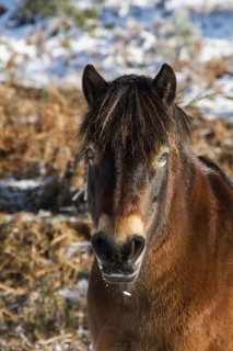 Knettishall Heath is one of Suffolks largest surviving areas of Breckland heath now managed by the Suffolk Wildlife Trust. Exmoor ponies have been introduced to help maintain the more open Breck Heath...