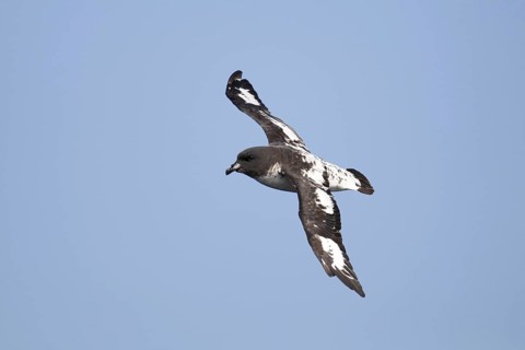 Cape Petrel