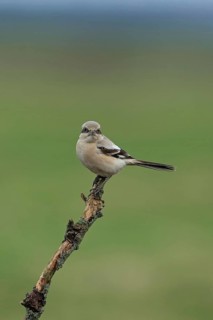 Steppe Grey Shrike