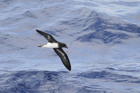 Tahiti petrel