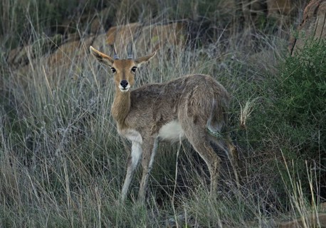 Southern Mountain Reedbuck