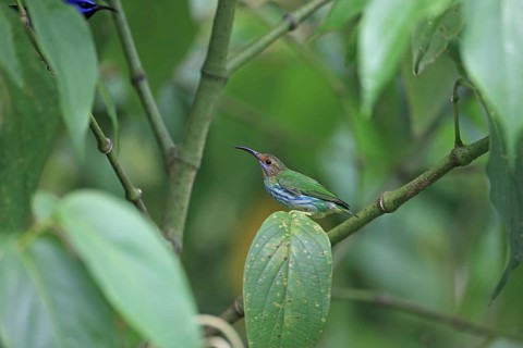 Purple honeycreeper