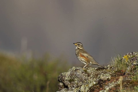Redwing