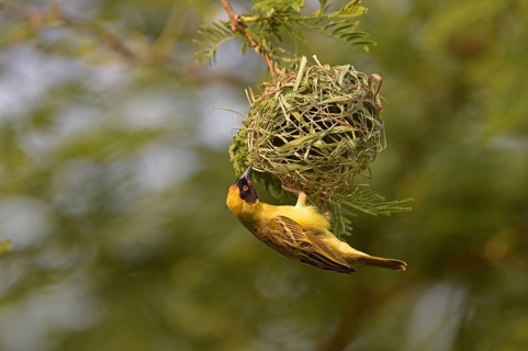 Southern masked weaver