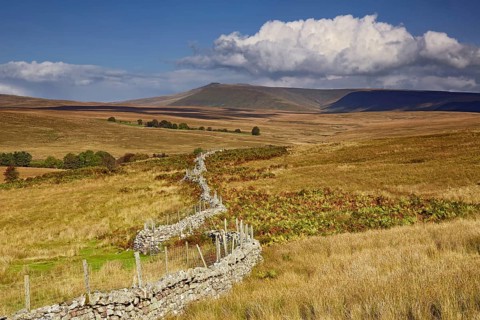 Wire top dry stone wall in upland habitat