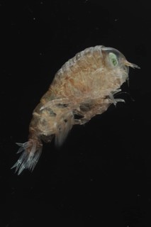 Hyperia latreillei