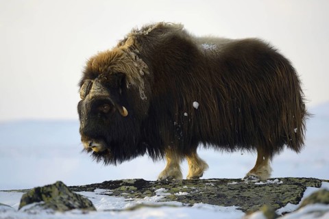 Musk oxes