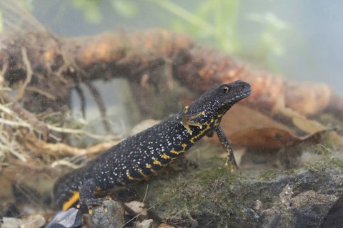 Great Crested Newt