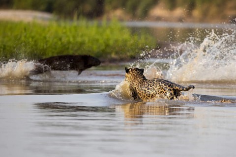 South american jaguar