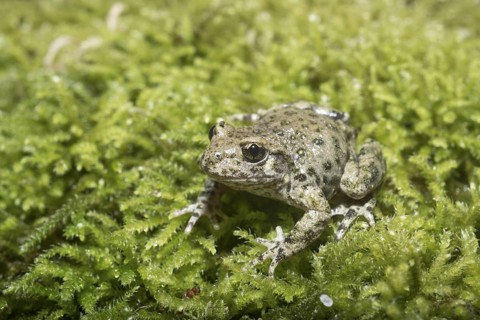 Midwife Toad