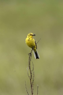 Yellow Wagtail