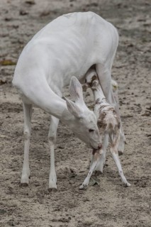 Leucistic White tailed Deer female licking fawn
