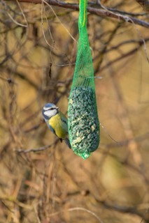 Blue tit