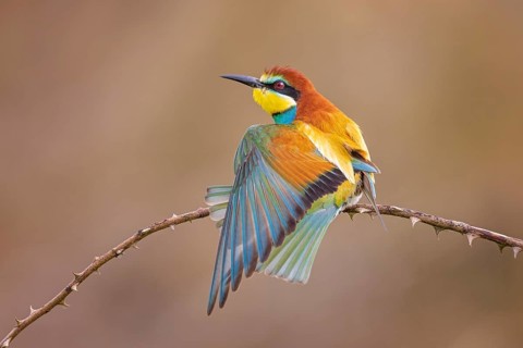 Bee-eater