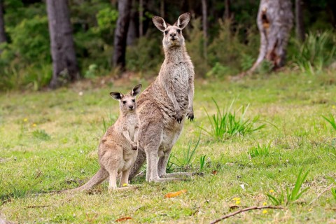 Eastern grey kangaroo