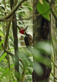 Red-crested Woodpecker