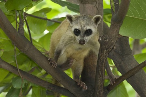 Crab-eating raccoon