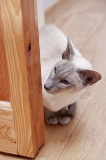 Siamese