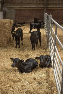 Aberdeen cattle