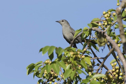 Grey Catbird