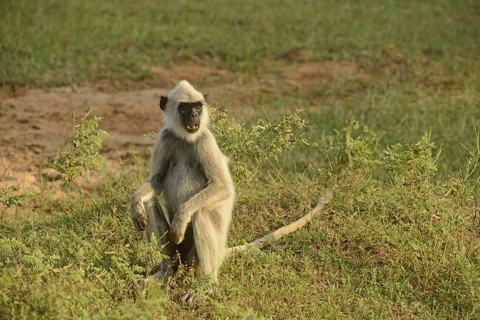 Tufted grey tufted gray langur