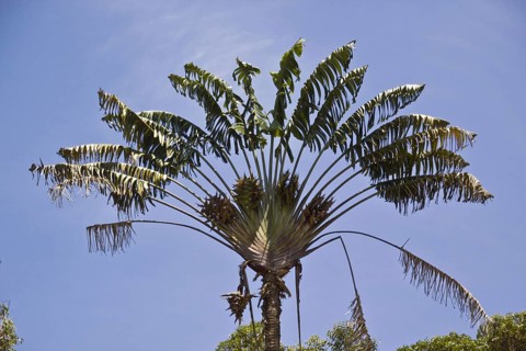 Tree of the travellers