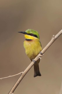 Lesser bee-eater