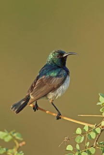 White-bellied Sunbird