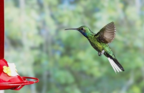 White-tailed Sabrewing
