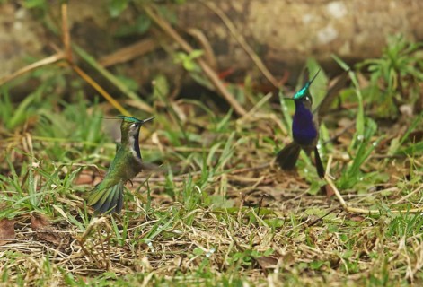 Green-crowned plovercrest