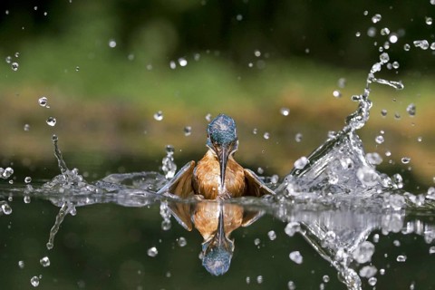 Common Kingfisher
