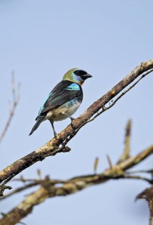 Tangara larvata franciscae