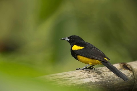 Yellow-shouldered Oriole