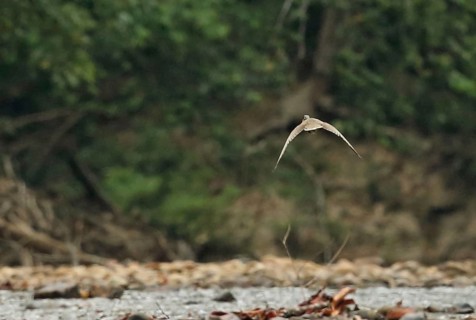 Masked Finfoot