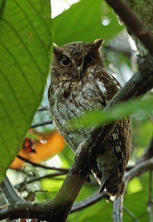 Adult Guatemalan screech owl