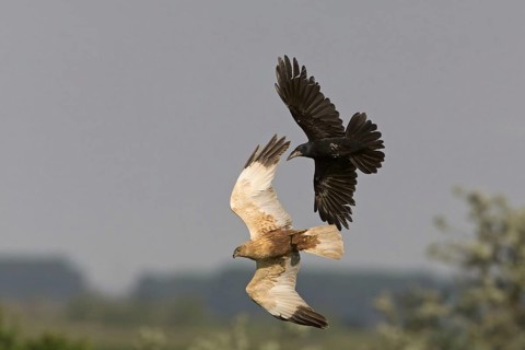 Rook