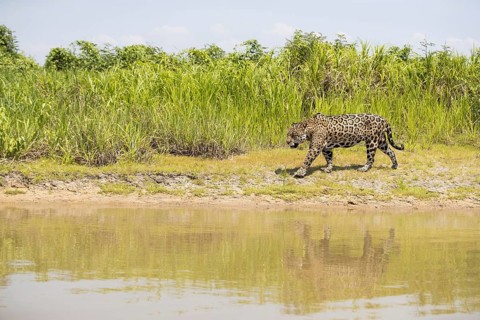 Parana jaguar