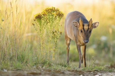 Chinese chinese muntjac