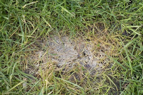Snow mould or Fusarium spot