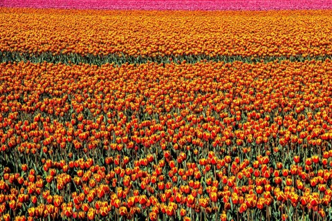 Flowering tulip fields
