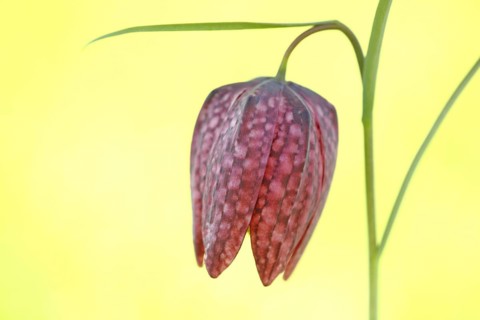 Chess flower
