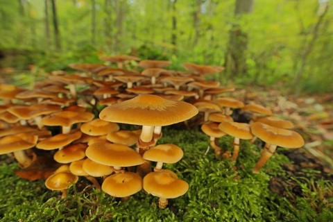 Group