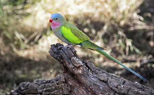 Princess parrot
