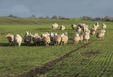 Domestic sheep