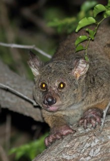 Brown greater brown greater galago