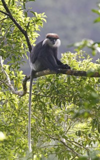 Purple-faced Langur