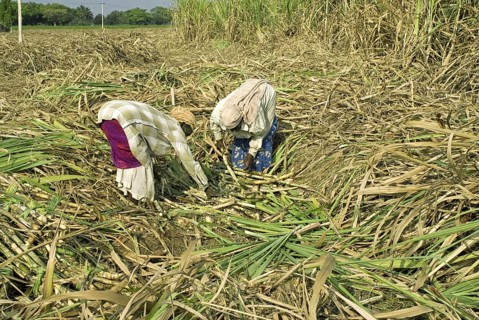 Sugar cane