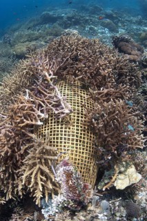 Fish trap covered with staghorn coral